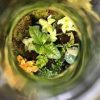 Workshop 'Maak je eigen biosfeer' in Kraftelier - 7 december 2019 - Afbeelding 3